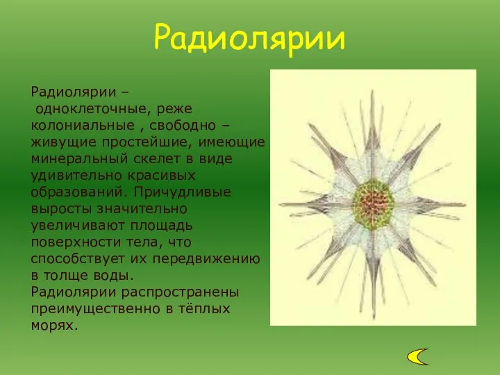 Радиолярии – одноклеточные, реже колониальные , свободно – живущие простейшие, имеющие