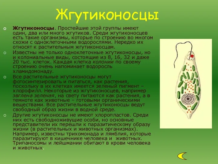 Жгутиконосцы. Простейшие этой группы имеют один, два или много жгутиков. Среди