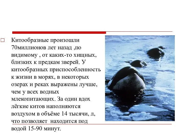 Китообразные произошли 70миллионов лет назад ,по видимому , от каких-то хищных,