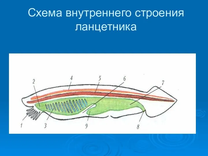 Схема внутреннего строения ланцетника