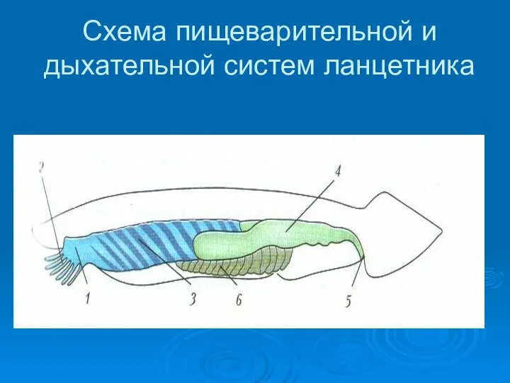 Схема пищеварительной и дыхательной систем ланцетника