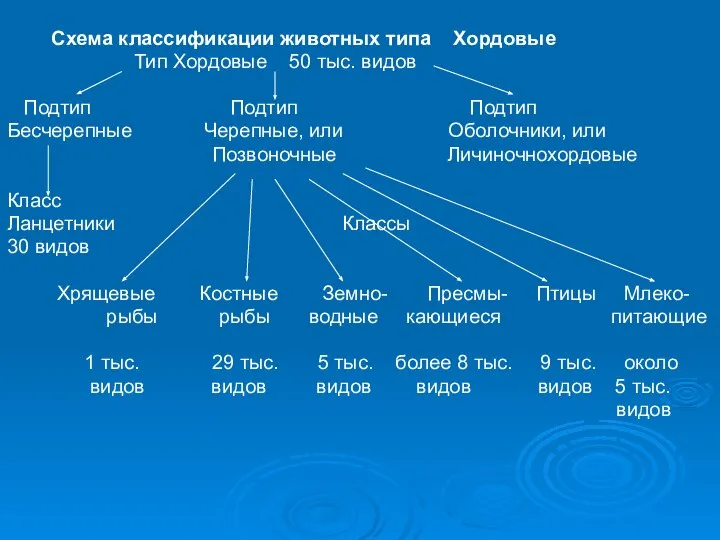 Схема классификации животных типа Хордовые Тип Хордовые 50 тыс. видов Подтип