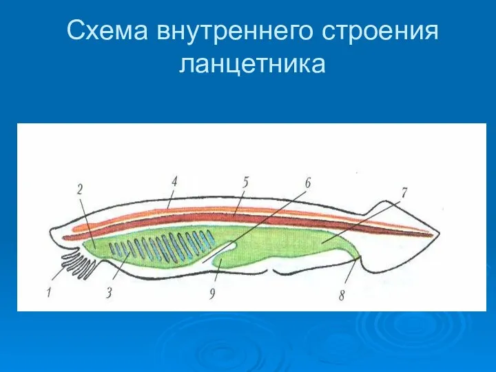 Схема внутреннего строения ланцетника