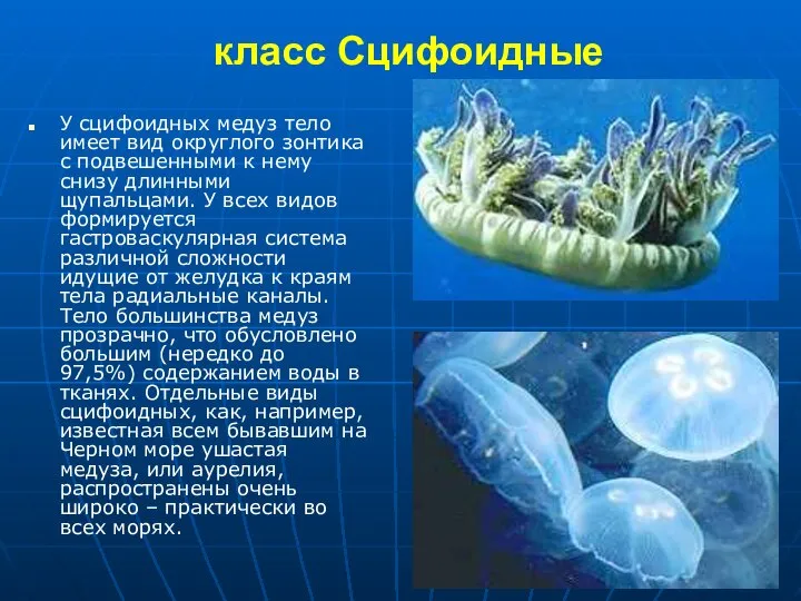 класс Сцифоидные У сцифоидных медуз тело имеет вид округлого зонтика с