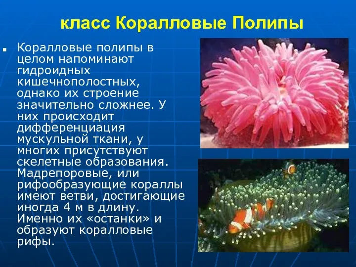 класс Коралловые Полипы Коралловые полипы в целом напоминают гидроидных кишечнополостных, однако