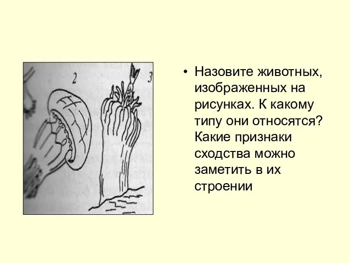 Назовите животных, изображенных на рисунках. К какому типу они относятся? Какие