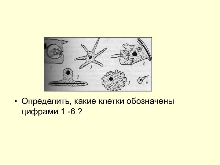 Определить, какие клетки обозначены цифрами 1 -6 ?