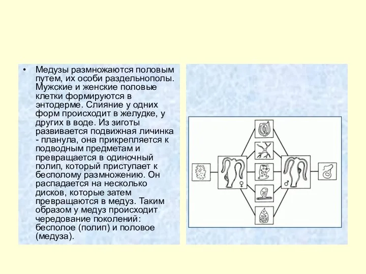 Медузы размножаются половым путем, их особи раздельнополы. Мужские и женские половые