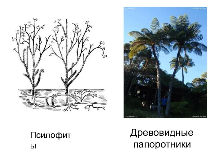 Псилофиты Древовидные папоротники