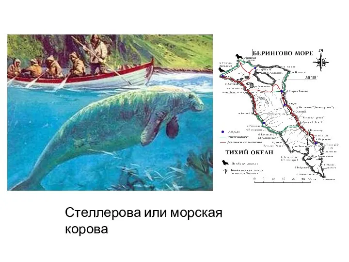 Стеллерова или морская корова