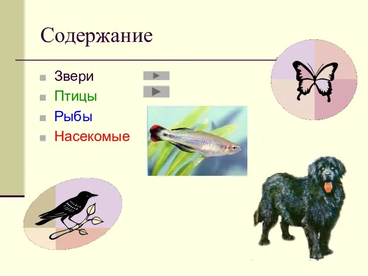 Содержание Звери Птицы Рыбы Насекомые