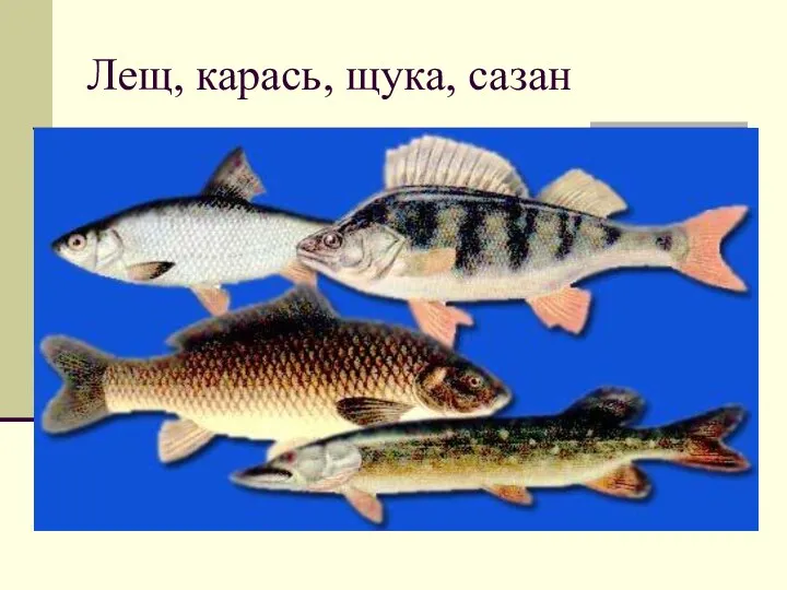 Лещ, карась, щука, сазан