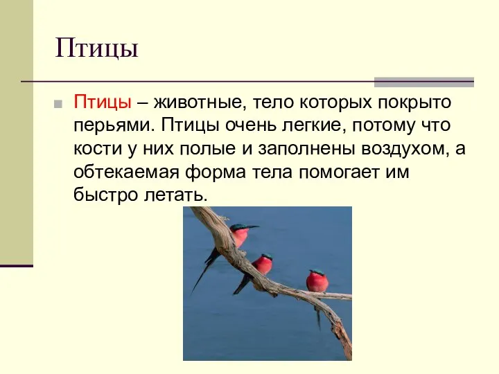 Птицы Птицы – животные, тело которых покрыто перьями. Птицы очень легкие,