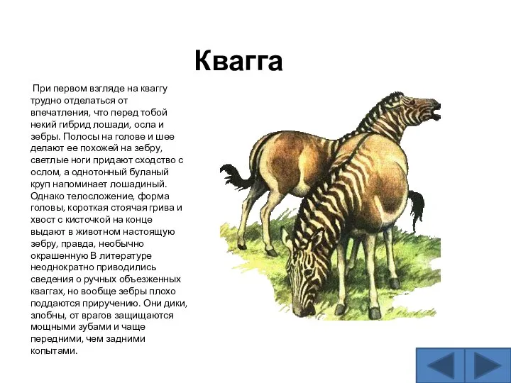 Квагга При первом взгляде на кваггу трудно отделаться от впечатления, что