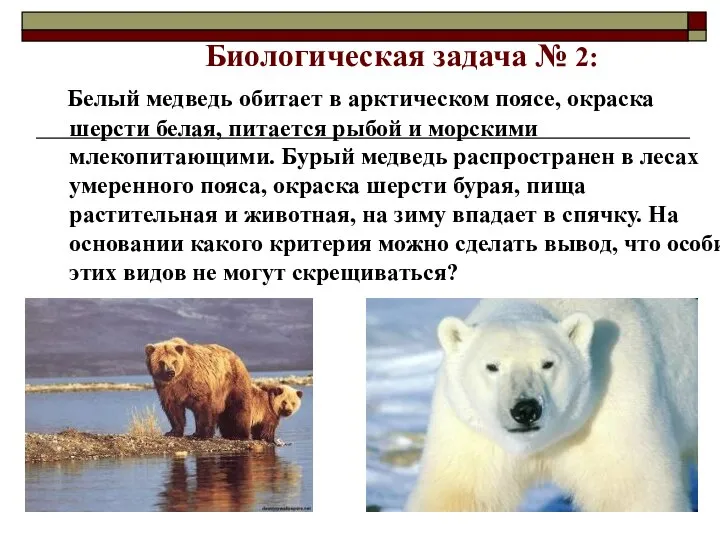 Биологическая задача № 2: Белый медведь обитает в арктическом поясе, окраска