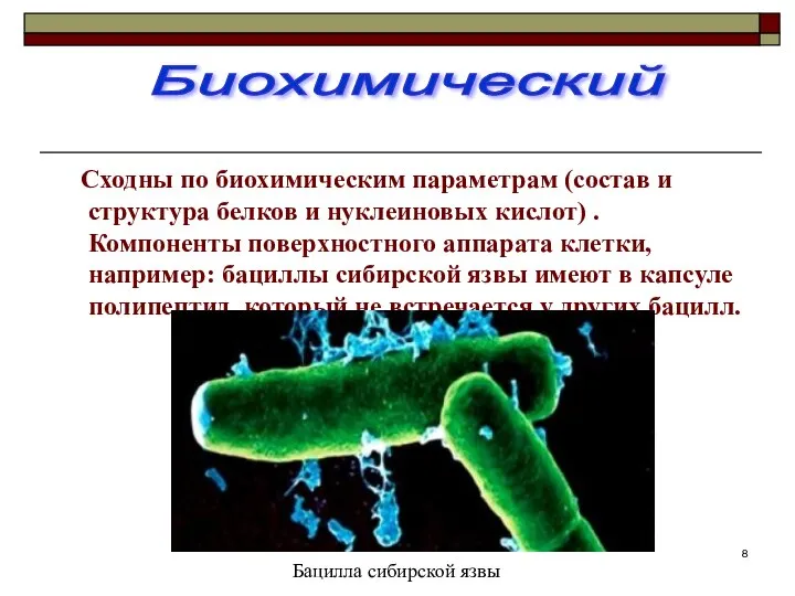 Сходны по биохимическим параметрам (состав и структура белков и нуклеиновых кислот)