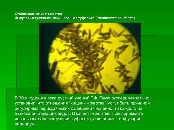 Отношения "хищник-жертва". Инфузория туфелька, обыкновенная туфелька (Paramecium caudatum) В 30-х годах