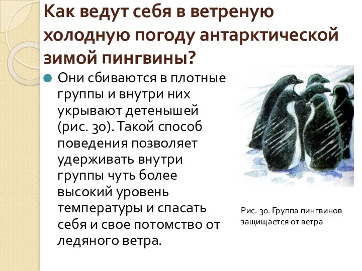 Как ведут себя в ветреную холодную погоду антарктической зимой пингвины? Они