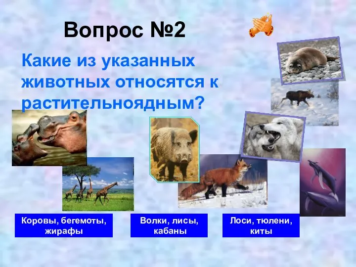 Вопрос №2 Коровы, бегемоты, жирафы Волки, лисы, кабаны Лоси, тюлени, киты