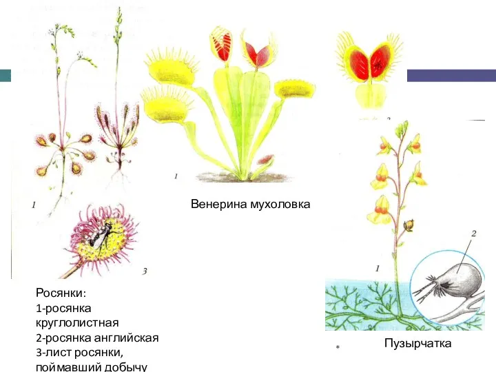 * Пузырчатка Венерина мухоловка Росянки: 1-росянка круглолистная 2-росянка английская 3-лист росянки, поймавший добычу