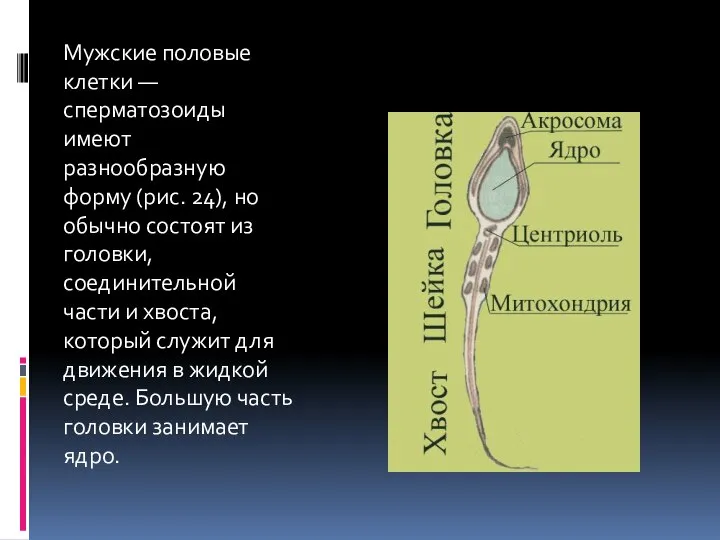 Мужские половые клетки — сперматозоиды имеют разнообразную форму (рис. 24), но