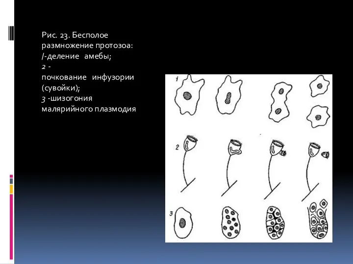 Рис. 23. Бесполое размножение протозоа: /-деление амебы; 2 -почкование инфузории (сувойки); 3 -шизогония малярийного плазмодия