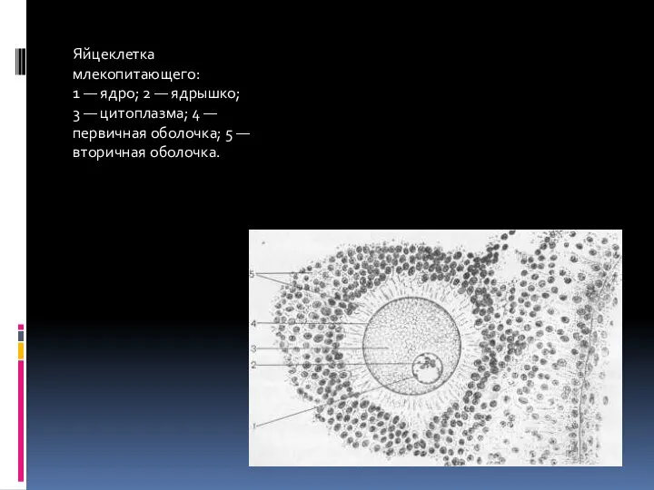 Яйцеклетка млекопитающего: 1 — ядро; 2 — ядрышко; 3 — цитоплазма;