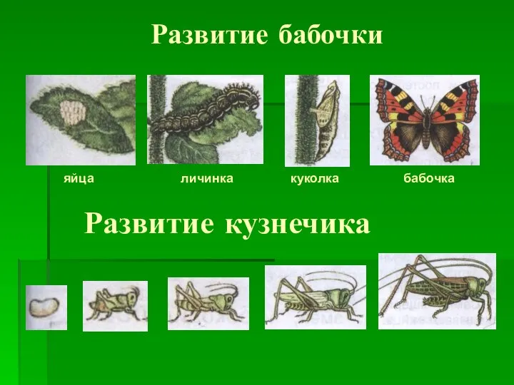 Развитие бабочки яйца личинка куколка бабочка Развитие кузнечика