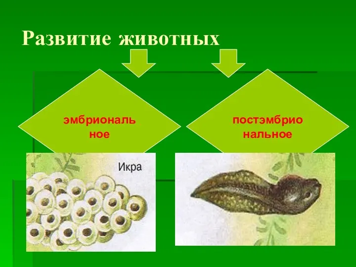 Развитие животных эмбриональное постэмбриональное