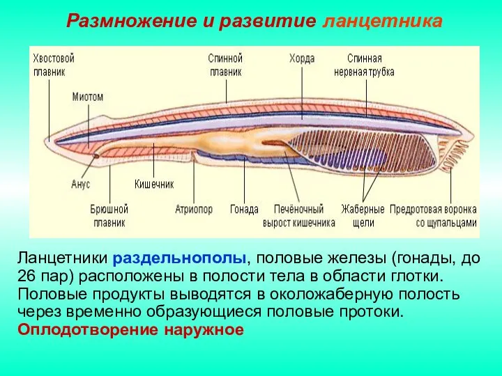 Размножение и развитие ланцетника Ланцетники раздельнополы, половые железы (гонады, до 26