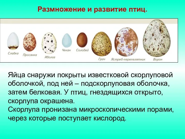 Размножение и развитие птиц. Яйца снаружи покрыты известковой скорлуповой оболочкой, под