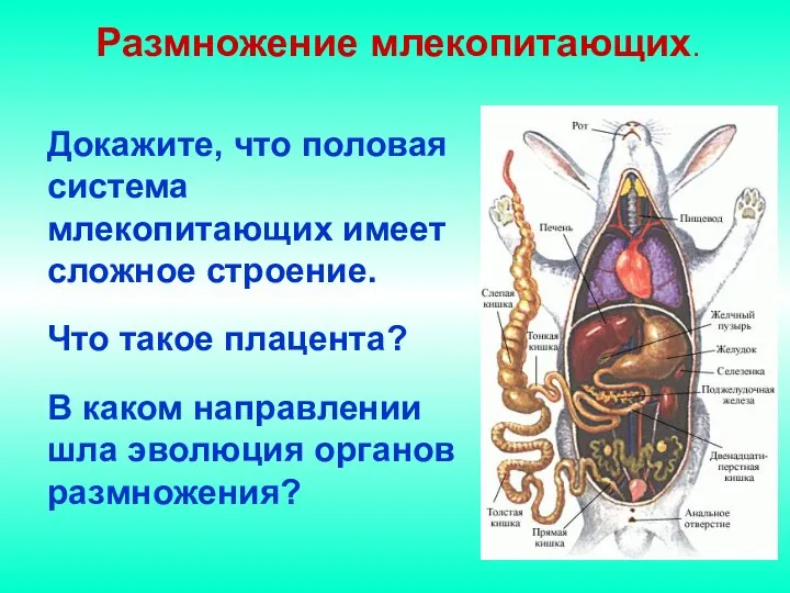 Размножение млекопитающих. Докажите, что половая система млекопитающих имеет сложное строение. Что