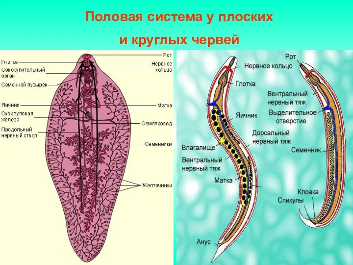 Половая система у плоских и круглых червей