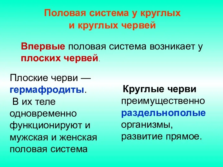 Половая система у круглых и круглых червей Круглые черви преимущественно раздельнополые