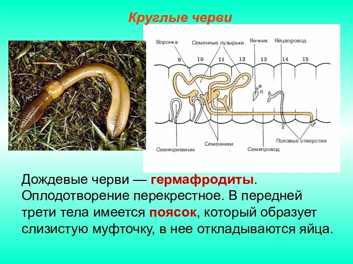 Дождевые черви — гермафродиты. Оплодотворение перекрестное. В передней трети тела имеется