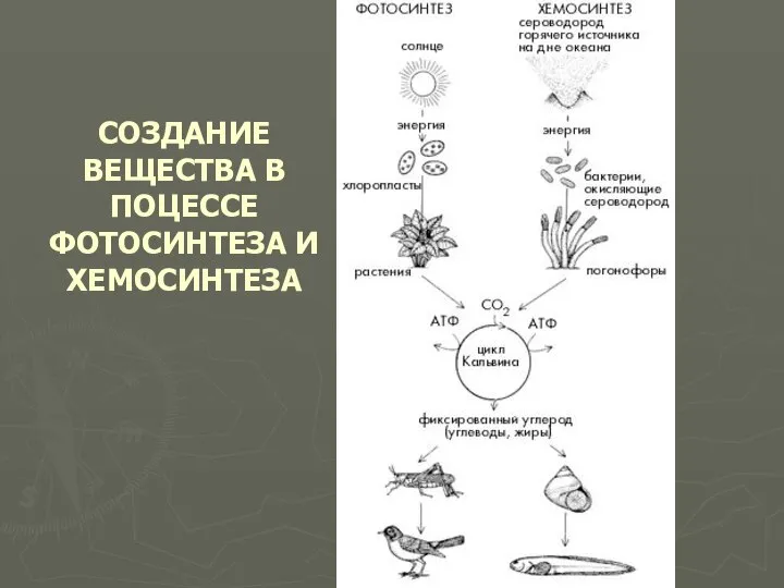 СОЗДАНИЕ ВЕЩЕСТВА В ПОЦЕССЕ ФОТОСИНТЕЗА И ХЕМОСИНТЕЗА