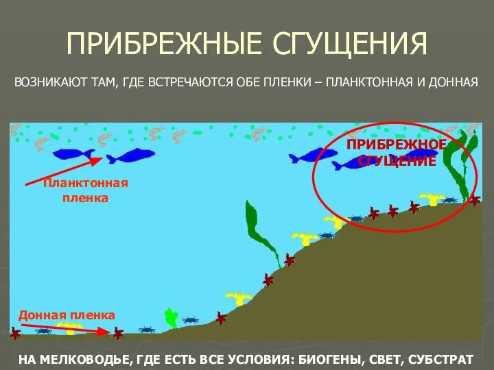 ПРИБРЕЖНЫЕ СГУЩЕНИЯ ВОЗНИКАЮТ ТАМ, ГДЕ ВСТРЕЧАЮТСЯ ОБЕ ПЛЕНКИ – ПЛАНКТОННАЯ И