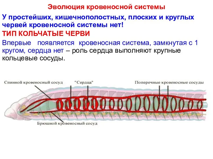 Эволюция кровеносной системы У простейших, кишечнополостных, плоских и круглых червей кровеносной