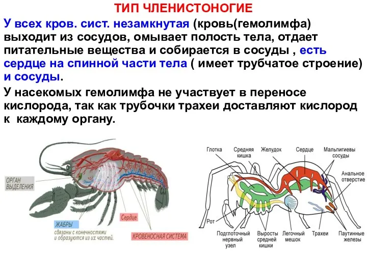 ТИП ЧЛЕНИСТОНОГИЕ У всех кров. сист. незамкнутая (кровь(гемолимфа) выходит из сосудов,