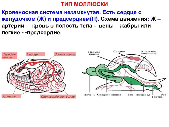 ТИП МОЛЛЮСКИ Кровеносная система незамкнутая. Есть сердце с желудочком (Ж) и