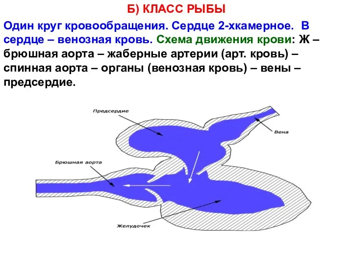 Б) КЛАСС РЫБЫ Один круг кровообращения. Сердце 2-хкамерное. В сердце –