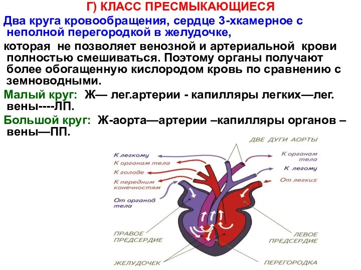 Г) КЛАСС ПРЕСМЫКАЮЩИЕСЯ Два круга кровообращения, сердце 3-хкамерное с неполной перегородкой