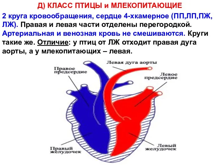 Д) КЛАСС ПТИЦЫ и МЛЕКОПИТАЮЩИЕ 2 круга кровообращения, сердце 4-хкамерное (ПП,ЛП,ПЖ,ЛЖ).