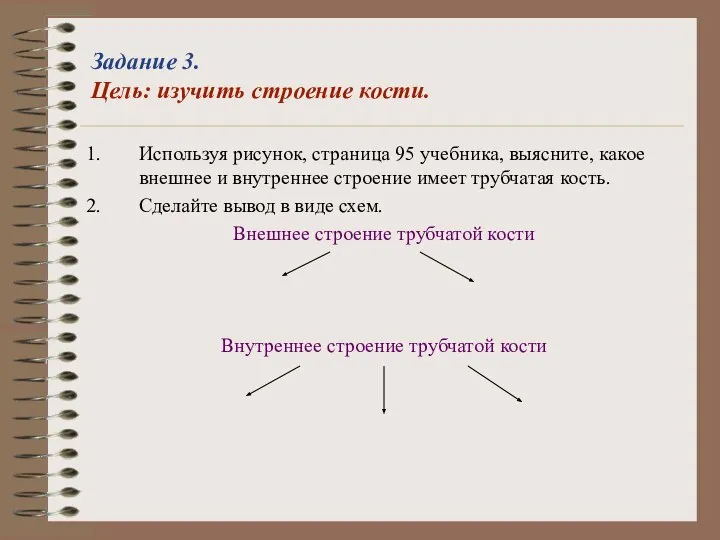 Задание 3. Цель: изучить строение кости. Используя рисунок, страница 95 учебника,