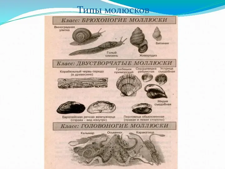 Типы молюсков