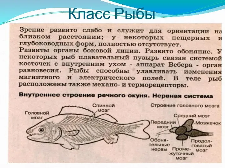 Класс Рыбы