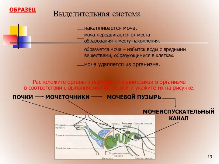 Выделительная система ПОЧКИ МОЧЕТОЧНИКИ МОЧЕВОЙ ПУЗЫРЬ МОЧЕИСПУСКАТЕЛЬНЫЙ КАНАЛ Расположите органы в