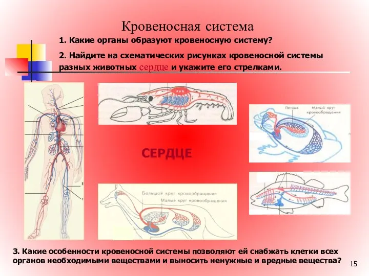 Кровеносная система СЕРДЦЕ 1. Какие органы образуют кровеносную систему? 2. Найдите