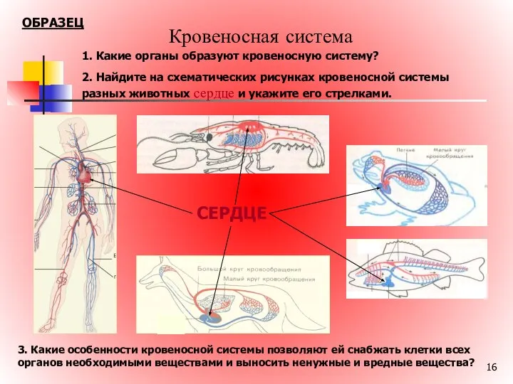 Кровеносная система СЕРДЦЕ 1. Какие органы образуют кровеносную систему? 2. Найдите