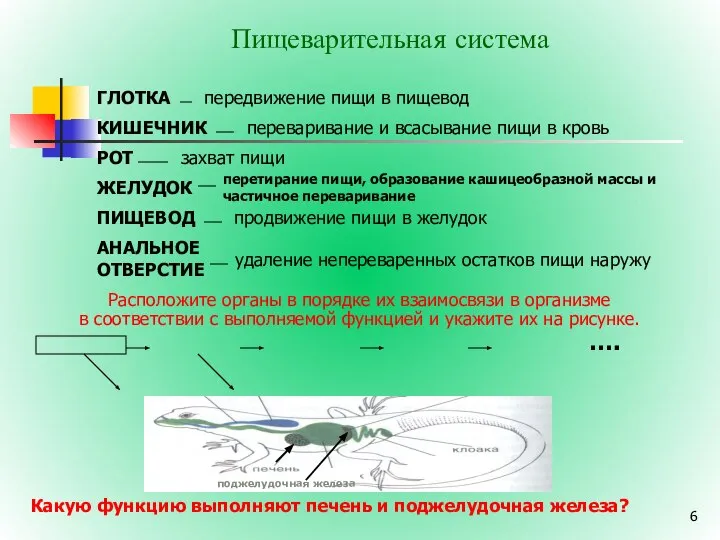 Пищеварительная система Расположите органы в порядке их взаимосвязи в организме в